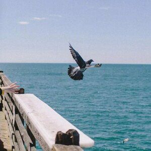 Meet your Posher, Evelyn